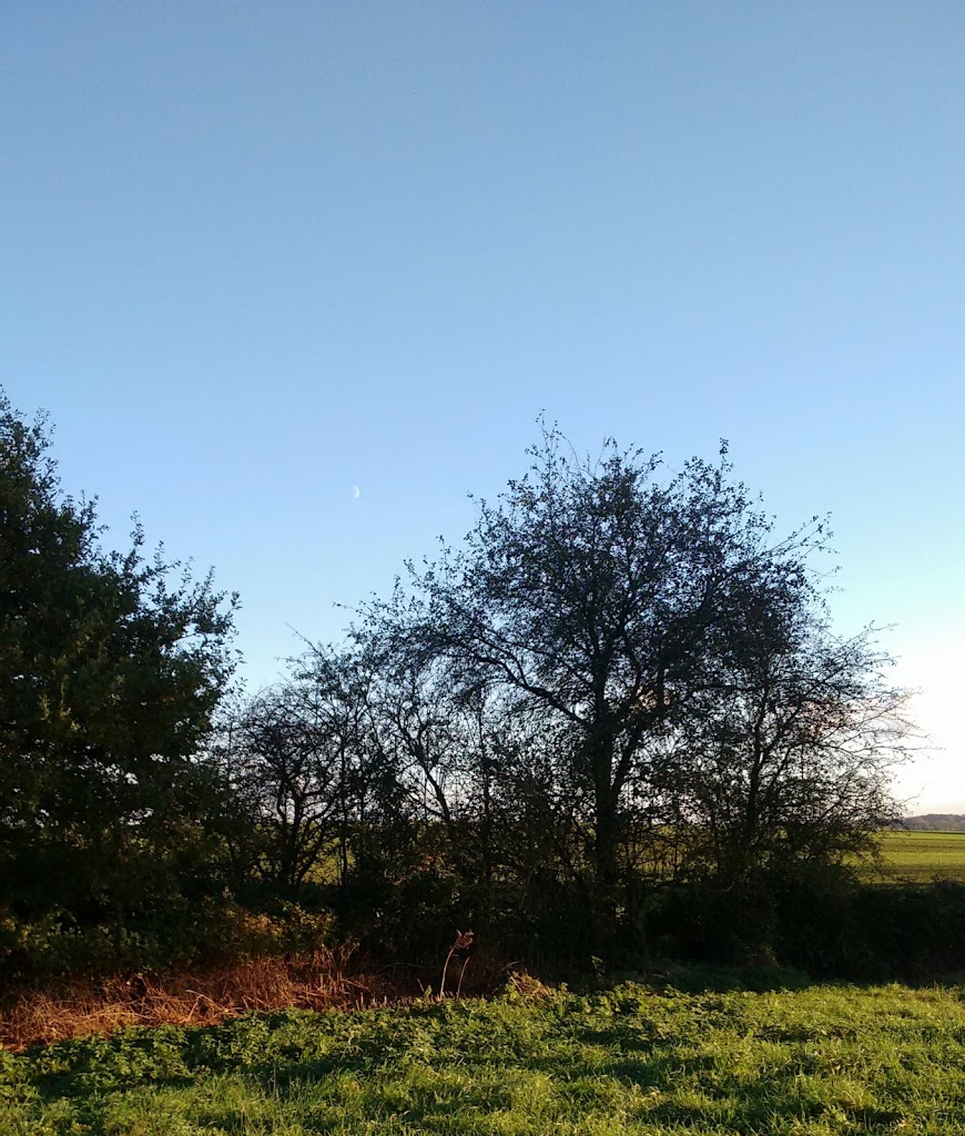 Hedgerow Apple Trees of Wing in Buckinghamshire